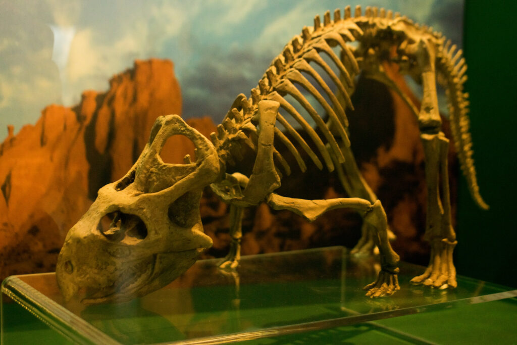 Fossil remains of a dinosaur in the Bernardino Rivadavia Museum of Natural Sciences.