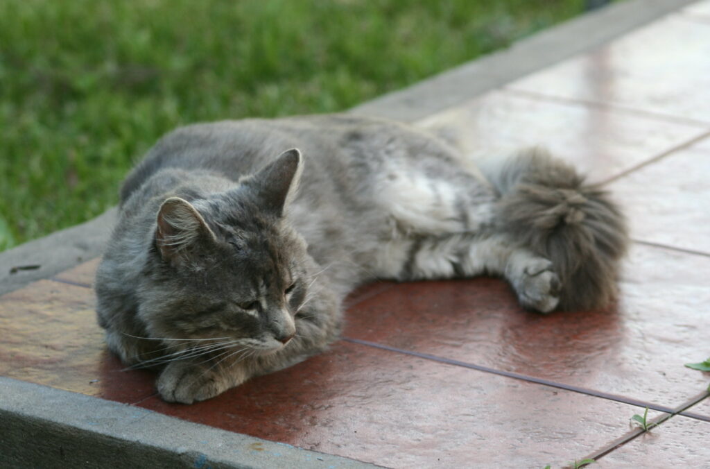 Is it a Good Idea to Have a Pet in Buenos Aires?